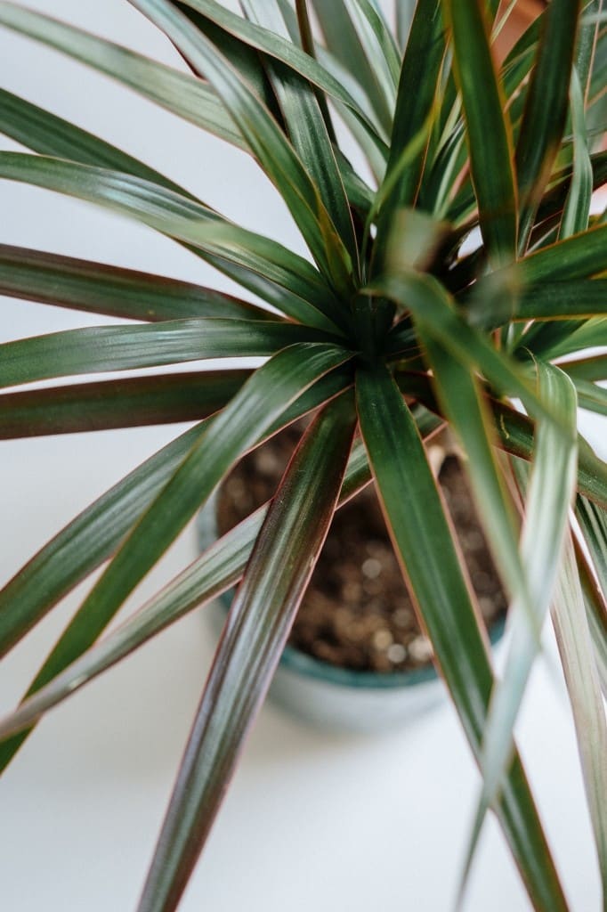 badkamer planten