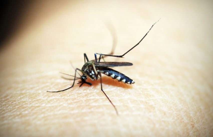natuurlijke middelen tegen muggen