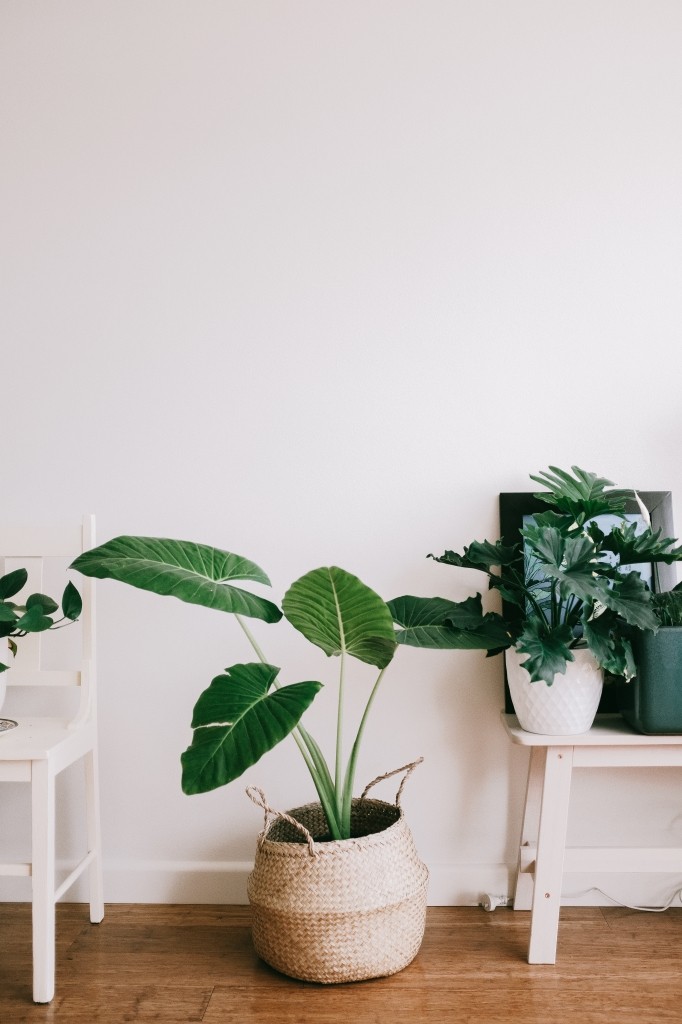 kamerplanten in de zomer