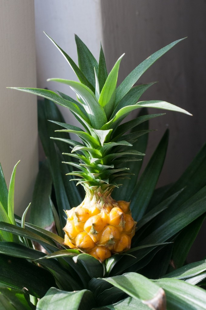ananasplant
