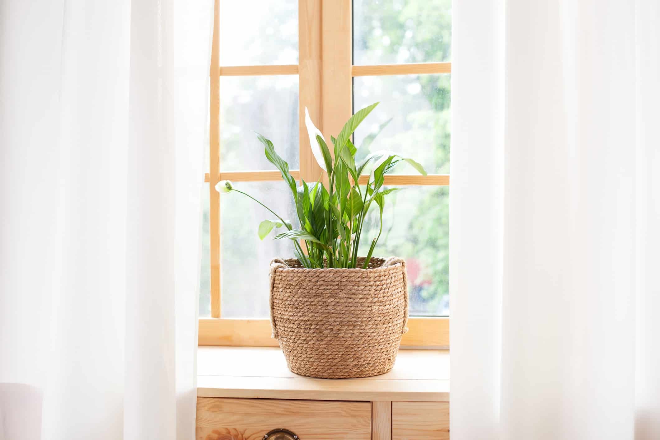 lepelplant