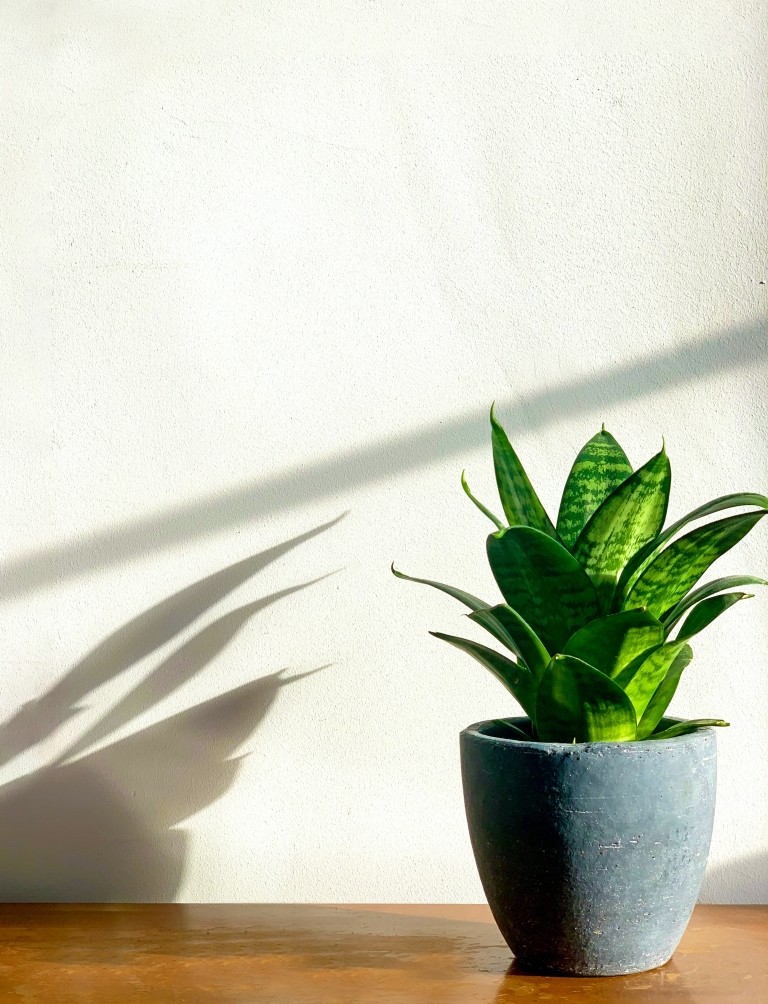 sanseveria