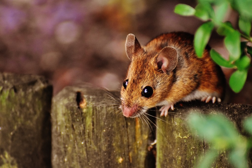 muizen in huis