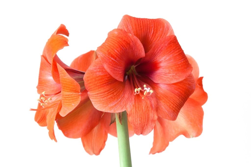 amaryllis plant