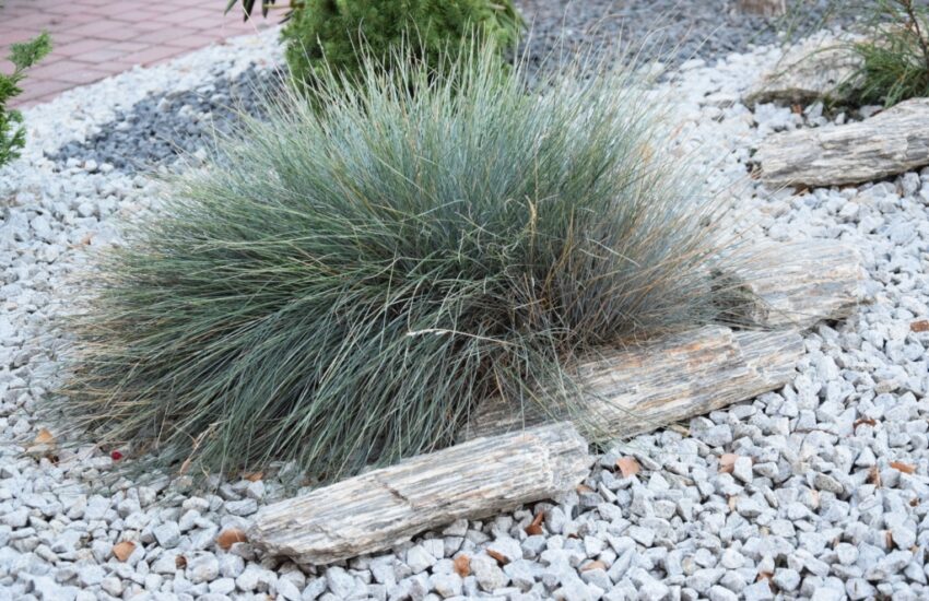 onderhoudsvriendelijke planten tuin