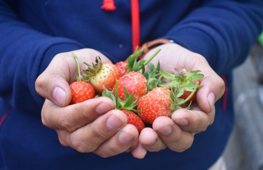 moestuin kind online cursus