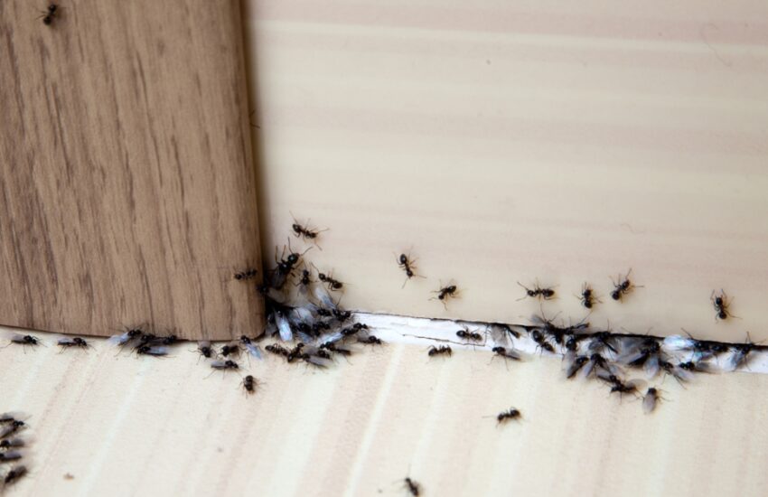 mieren bestrijden in huis