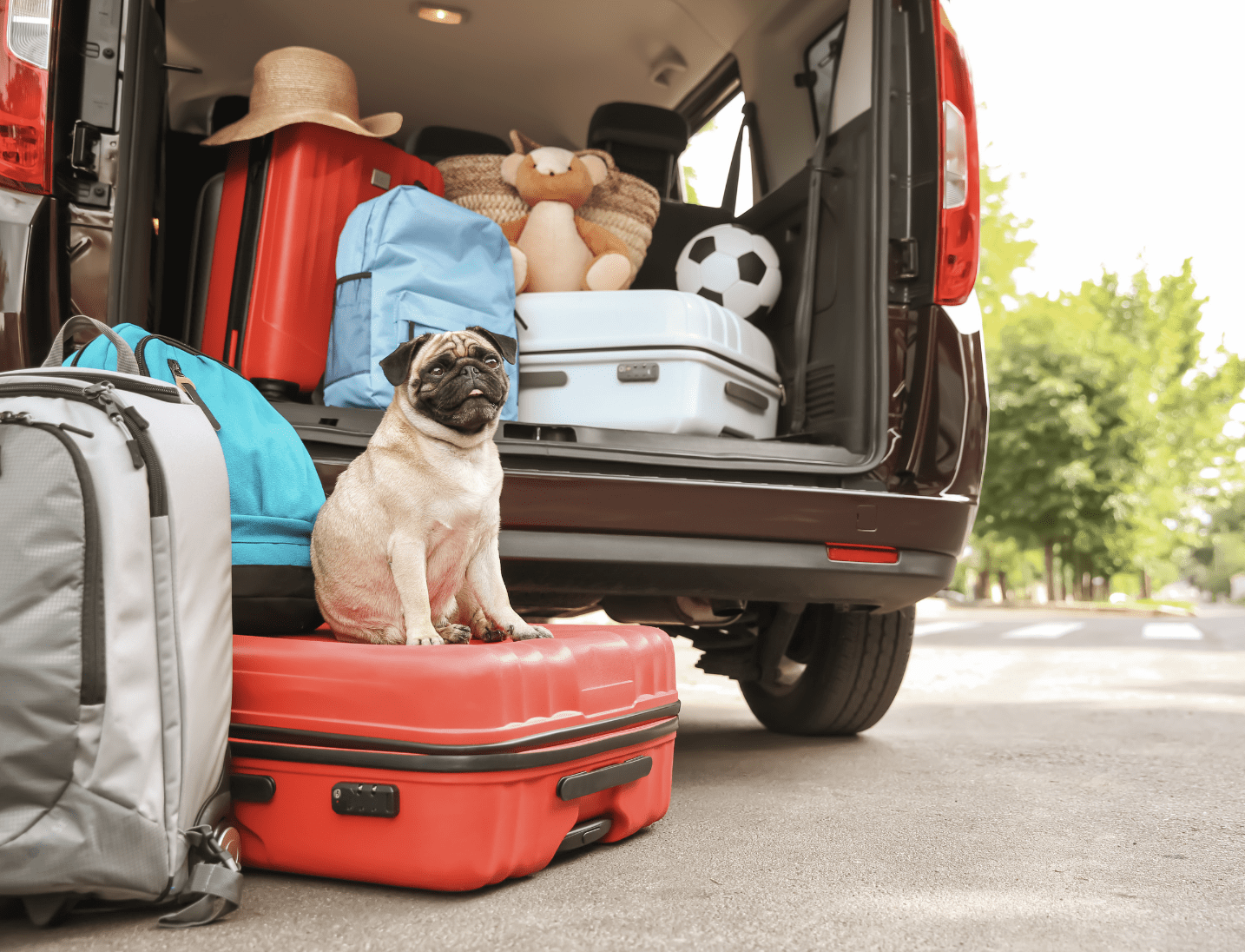 comfortabel reizen met je hond