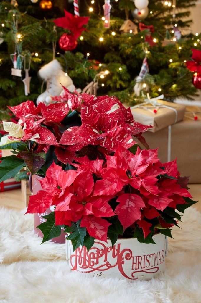 rode kerstster