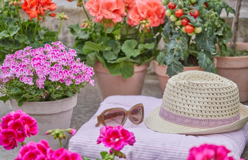 geraniums verzorgen