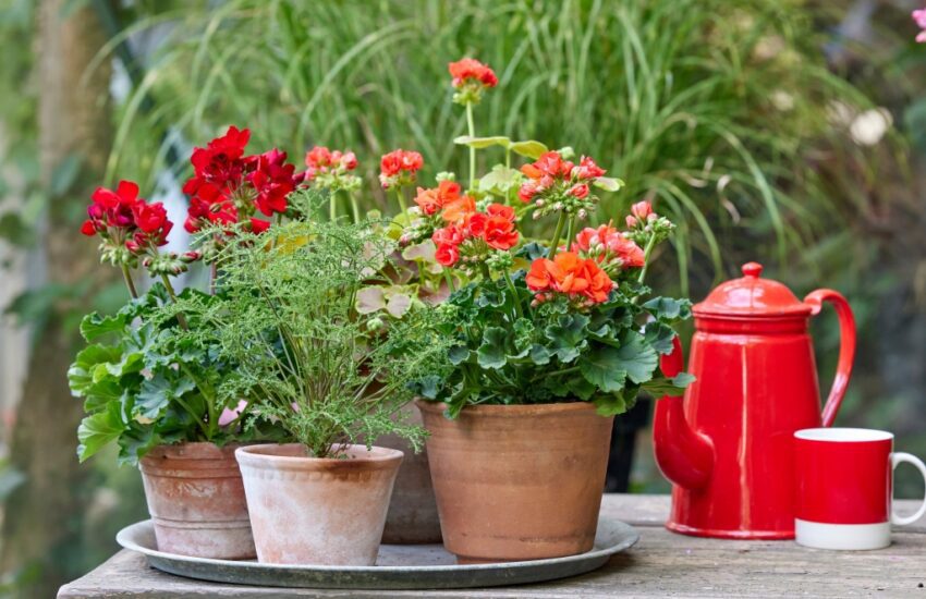 geraniums verzorging