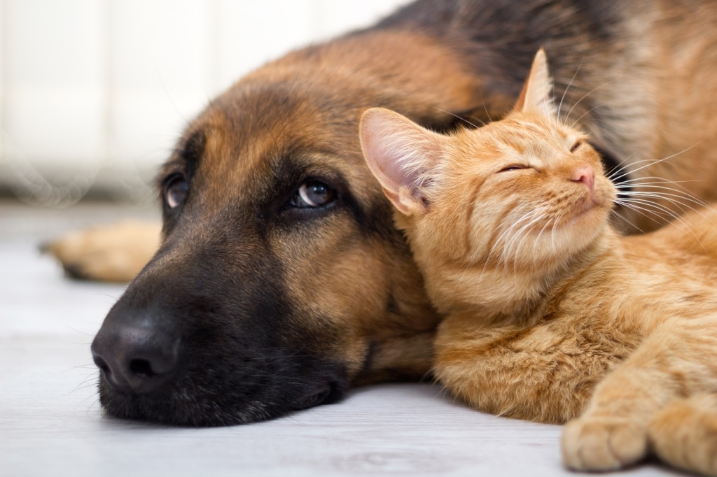 kan een kat en een hond samen