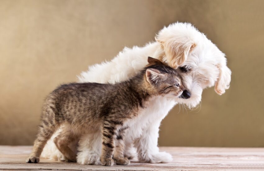 kunnen katten en honden samen