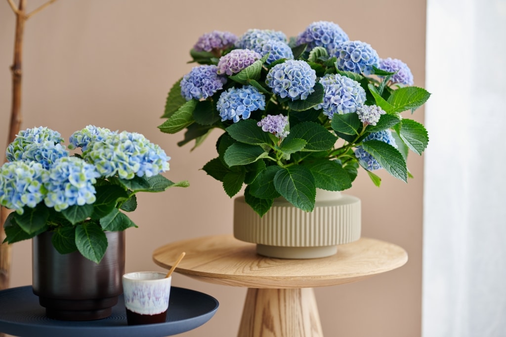 magical hortensia