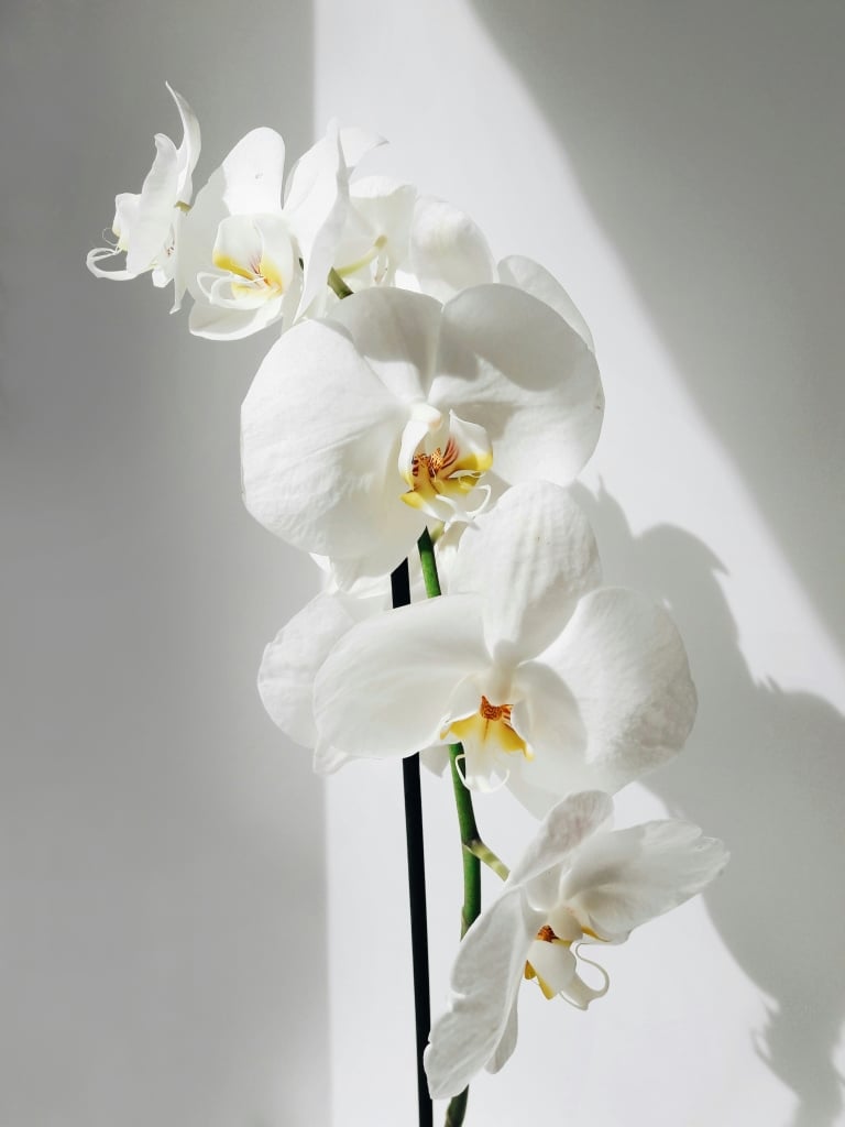 orchidee