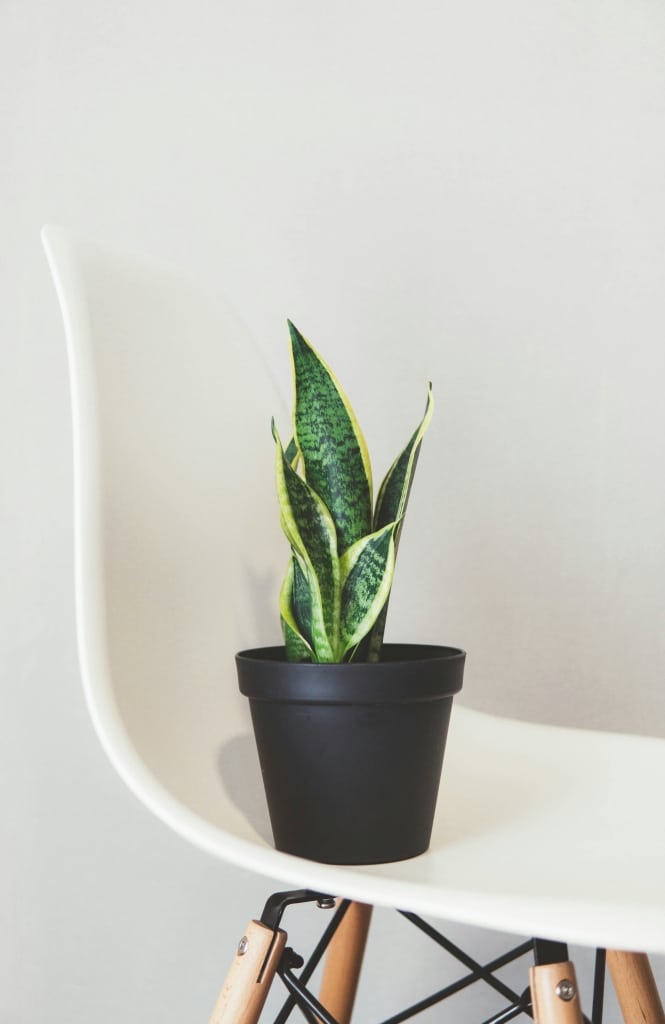 sansevieria