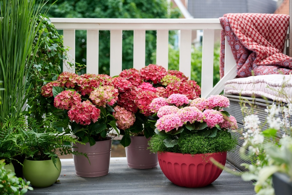 tuinhortensia magical greenfire