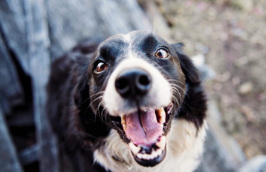 gezondheidsproblemen bij honden