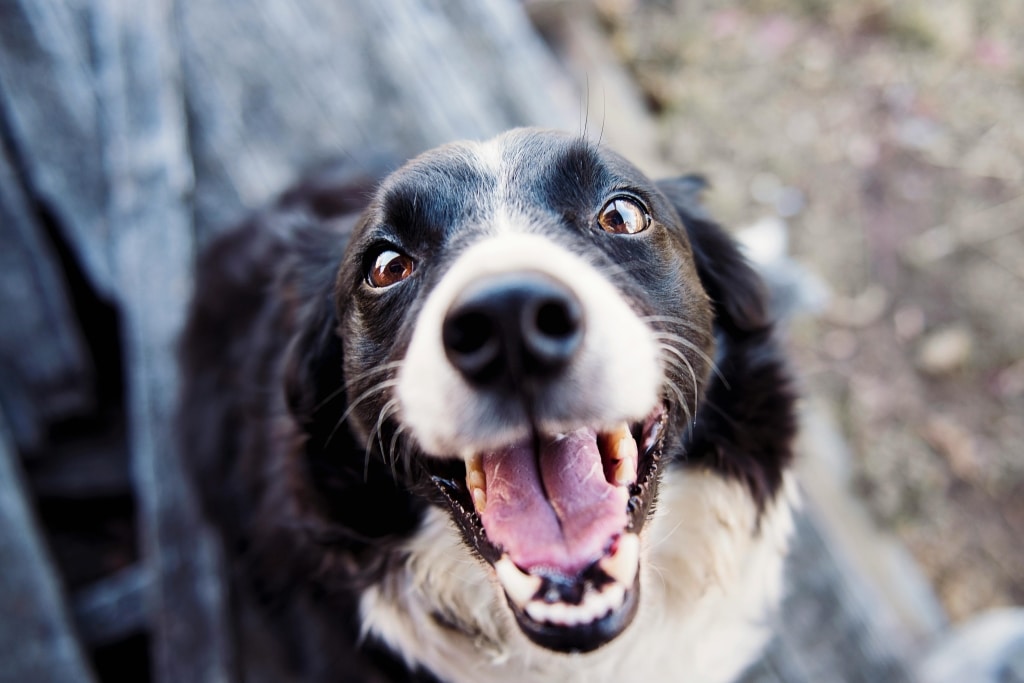 gezondheidsproblemen bij honden